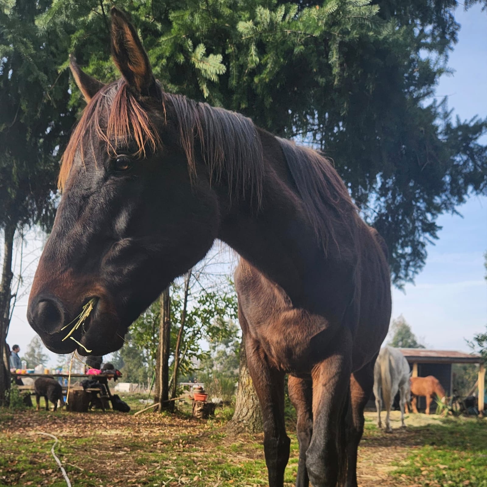 Apadrina a Toscana