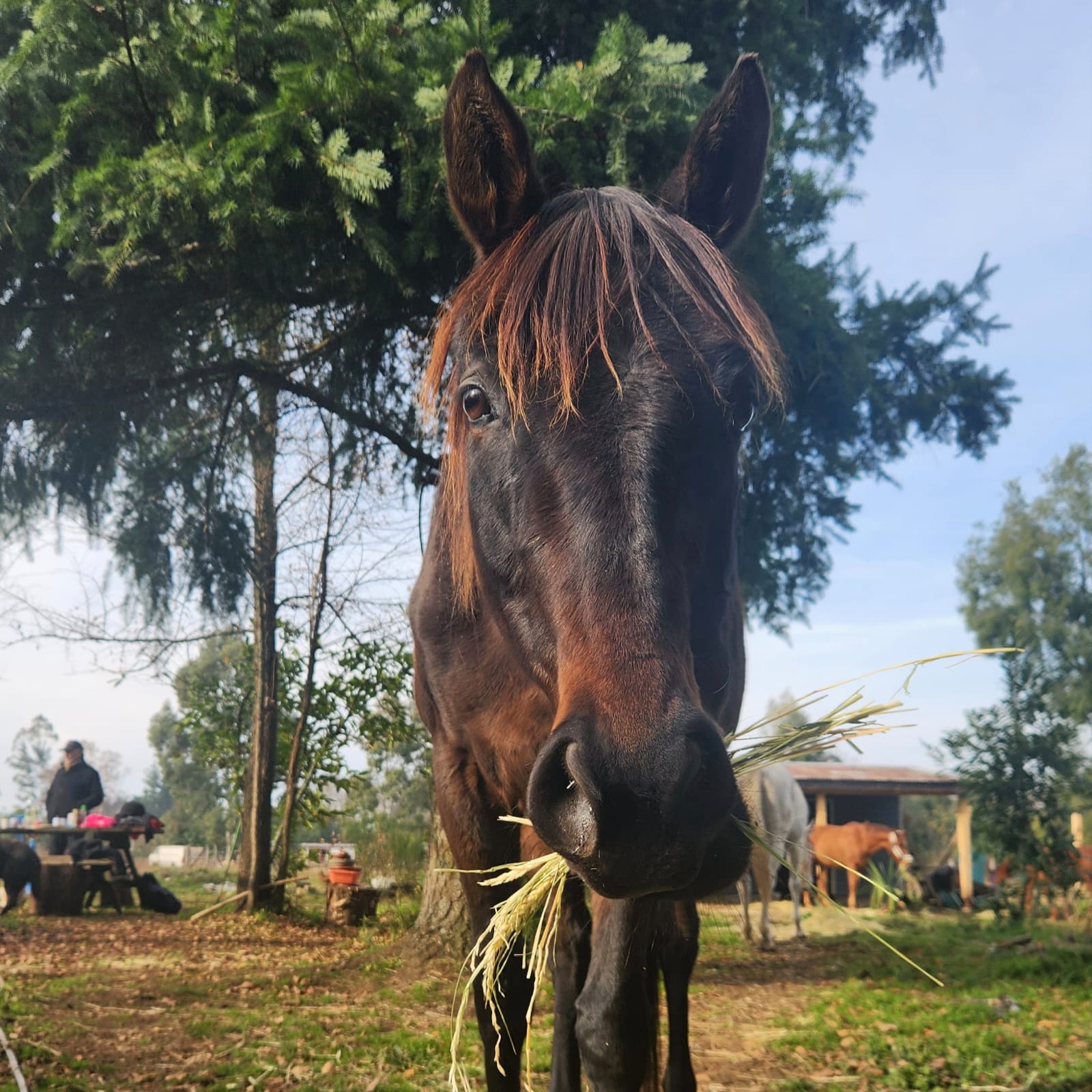 Apadrina a Toscana