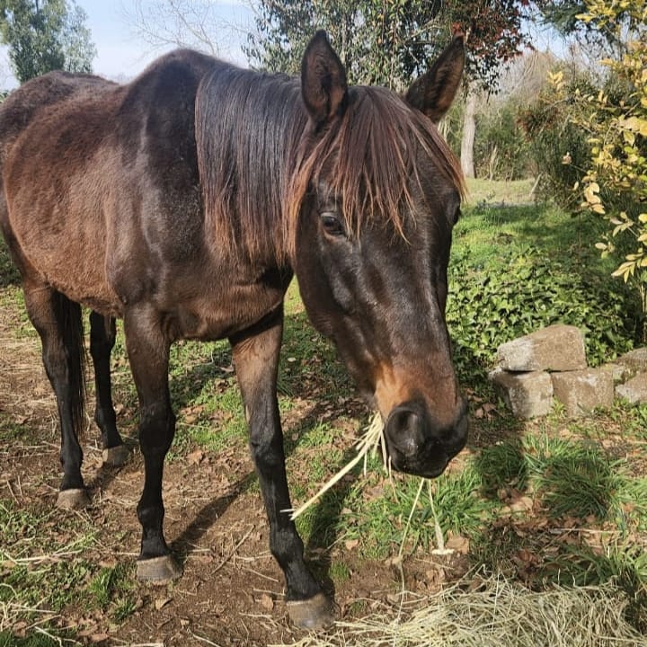 Apadrina a Toscana