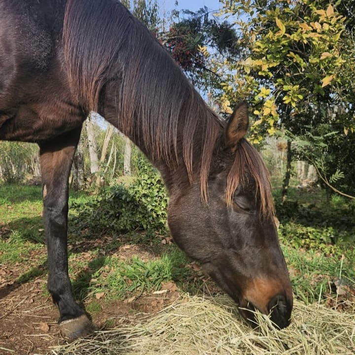 Apadrina a Toscana